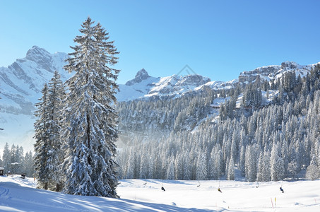 冷杉雪堆群山图片