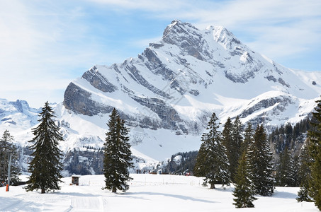 冷杉雪堆群山图片