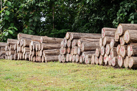 金茶叶木的原被切成碎片为工厂制造家具做准备松树农村柴图片