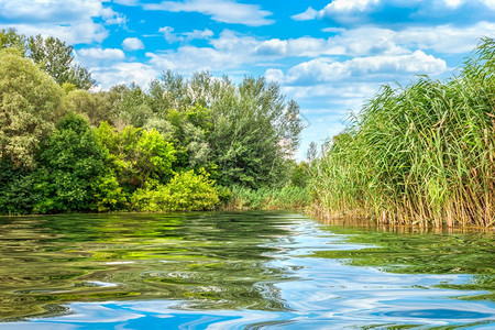银行夏日森林河中的绿流上Reeds芦苇安静图片