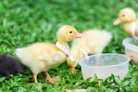 孩子新生棕色的有黄鸭子很多可爱的鸭子在草坪上放松图片