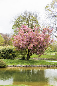 花园的樱桃树甜覆盖户外图片