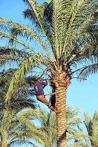 花园自然男人在棕榈树上收获枣子男人在椰树上剪下一串的枣子男人收获工在棕榈树上采集枣子农民在园收获成熟的子男人在棕榈树上收获枣子工背景图片