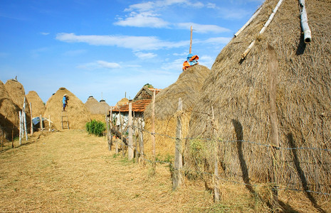 越南村庄稻草堆牲畜粮食储备和作物种植越南是农业在越南KhanhHoan为农村保持平静的美景牛群和山丘农地预订的为了丰富多彩图片