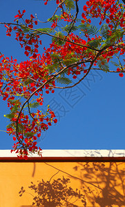 美丽的红色夏季花朵盛开充满活力鲜艳的花朵或凤凰在蓝色天空的黄墙上蒙阴影越南夏季背景丰富多彩赛屋顶蓝色的图片