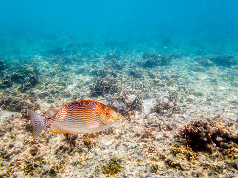 在下面水浮冰或SiganusVermiculatuts照片是一条美丽的海洋鱼在泰国KohNang元岛珊瑚礁上游动海鱼水下光照自然图片