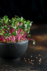 近距离收紧萝卜微绿色叶和紫茎在家用Vegan播种微绿子发芽健康饮食概念喷洒Radish种子微绿树苗叶子沙拉吃图片