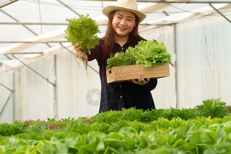 水菜图片 水菜素材 水菜高清图片 摄图网图片下载 第4页
