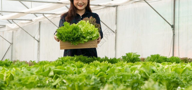 质量食物工业的亚洲女农民在温室水养植物系统农场收获新鲜沙拉蔬菜的亚洲女农民将新鲜蔬菜和健康食品概念推向市场商业和农工牧图片