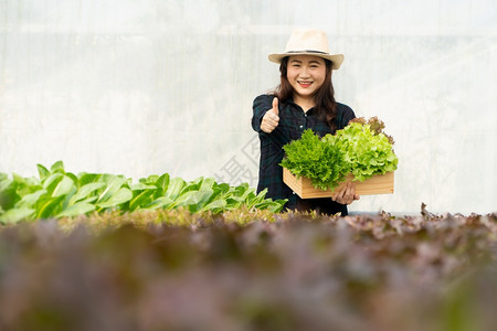 亚洲女农民在温室水养植物系统农场收获新鲜沙拉蔬菜的亚洲女农民将新鲜蔬菜和健康食品概念推向市场商业和农工牧有机的鱼菜共生收成图片