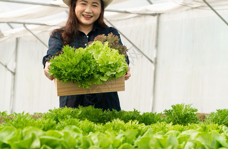土壤亚洲女农民在温室水养植物系统农场收获新鲜沙拉蔬菜的亚洲女农民将新鲜蔬菜和健康食品概念推向市场商业和农工牧培育采摘图片