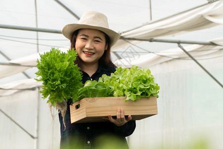 技术盒子亚洲女农民在温室水养植物系统农场收获新鲜沙拉蔬菜的亚洲女农民将新鲜蔬菜和健康食品概念推向市场商业和农工牧新鲜的图片