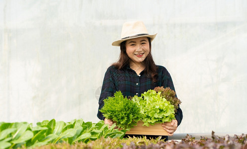 亚洲人女农民在温室水养植物系统农场收获新鲜沙拉蔬菜的亚洲女农民将新鲜蔬菜和健康食品概念推向市场商业和农工牧收成绿色图片
