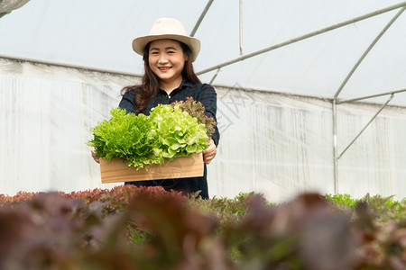 亚洲女农民在温室水养植物系统农场收获新鲜沙拉蔬菜的亚洲女农民将新鲜蔬菜和健康食品概念推向市场商业和农工牧手花园人们图片