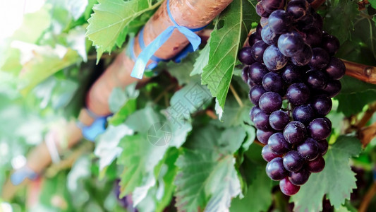 花束酒厂紫红葡萄的贴近画面秋天收成在户外的葡萄藤果植物上放绿叶子收获图片