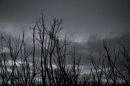 黑暗的为了气候戏剧天空和灰云上的死树黑暗天空和树底万圣节日的死树背景枯天枝充满暴风雪的树枝背景悲伤绝望和的概念图片