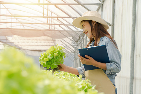 垂直的亚洲农民妇女在温室有机食品概念中持有生蔬菜沙拉以检查水栽养农场系统中有机食品的质叶子工业的图片