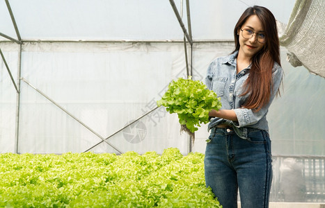 商业亚洲农民妇女在温室有机食品概念中持有生蔬菜沙拉以检查水栽养农场系统中有机食品的质女士营养图片