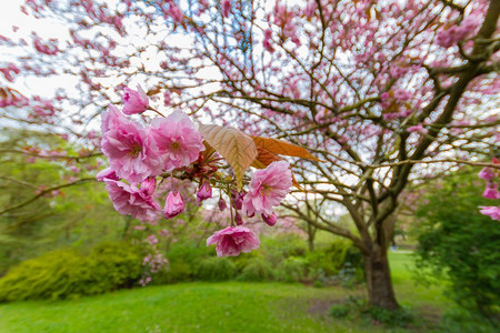 在英国纽卡斯尔JesmondDene公园JesmondDene公园的粉红花和树叶上近距离拍摄自然天空分支图片