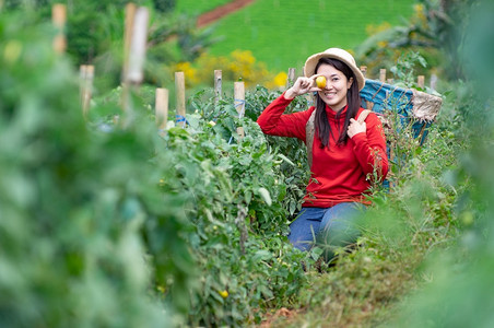 抓住生态花园亚洲年轻农业女工在园艺中用篮子采摘有机西红柿的亚洲青年女农妇花朵中用篮子挑摘番茄图片