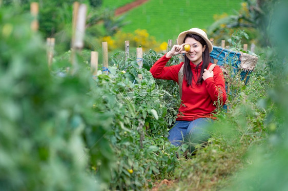 抓住生态花园亚洲年轻农业女工在园艺中用篮子采摘有机西红柿的亚洲青年女农妇花朵中用篮子挑摘番茄图片