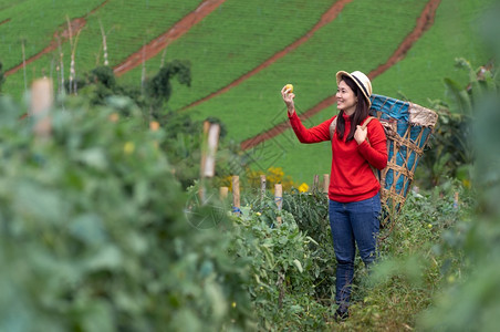 素食主义者亚洲年轻农业女工在园艺中用篮子采摘有机西红柿的亚洲青年女农妇花朵中用篮子挑摘番茄食物一种图片