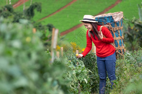 保持夏天水果亚洲年轻农业女工在园艺中用篮子采摘有机西红柿的亚洲青年女农妇花朵中用篮子挑摘番茄图片