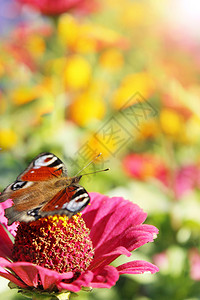 自然杵蝴蝶孔雀眼坐落在银河上遮着阳光的芒蝴蝶孔雀眼坐在被阳光照耀的辛尼亚花朵上胡子图片