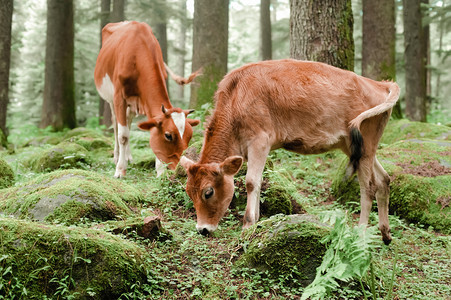 觅食高地牛和小群放牧在夏季草地场与印度麻树林的家畜一起吃草食图片