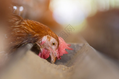 农业红色的机械场关闭笼子鸡业软焦点高ISO标准母鸡和养蛋的图片