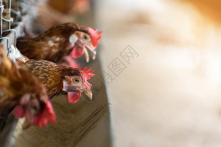 生产动物农场关闭笼子鸡业软焦点高ISO标准母鸡和养蛋的团体图片