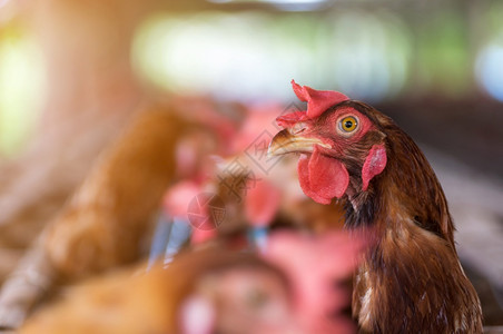 行业鸡舍农场关闭笼子鸡业软焦点高ISO标准母鸡和养蛋的白质图片