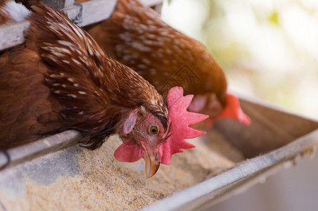 农场关闭笼子鸡业软焦点高ISO标准母鸡和养蛋的产品红色包装图片