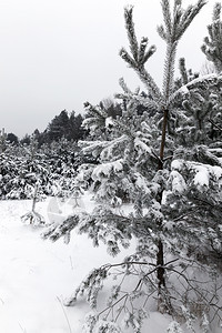 阳光户外树林中的松在地上和中白雪在下一片灰色的天空背景里有棵树靠近右侧冬松林植物图片