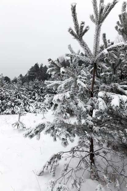 阳光户外树林中的松在地上和中白雪在下一片灰色的天空背景里有棵树靠近右侧冬松林植物图片