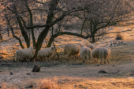 时间寒冷的白天晨日阳光下放羊群小白座森林图片