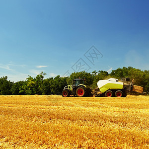收割金熟玉米田拖拉机的收割农业械具有工业主题的传统夏季背景的农民生长图片