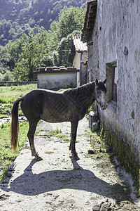眼睛白色的水平马骑在农场上详细描述一个动物在村庄的农场上动物野兽图片