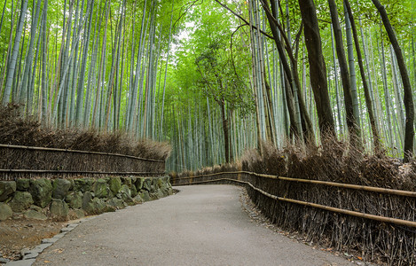 植物在日本京都省青山旅游区走道和绿竹林日本京都县结石风景优美图片