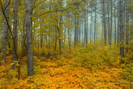 森林季节树上秋雾内风景的象风云般的景薄雾图片