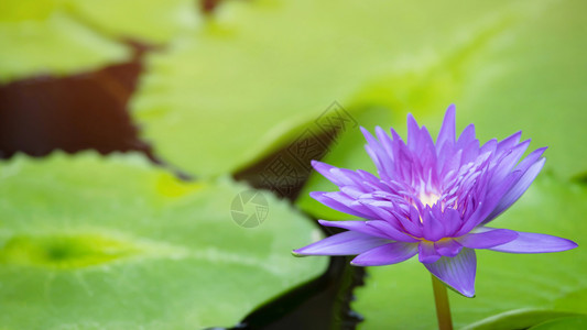 紫色荷花盛开在池塘里图片