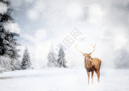 季节神奇的圣诞卡有高贵的鹿公在童话中的故事冬季风景户外木头图片