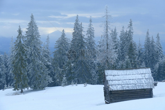 雪堆乡村的树木覆盖着雪寒冷的天气冬季景观与美丽的冷杉雪冬乡村生活喀尔巴阡山村的高云杉寒冷天气树木覆盖着雪冬季景观与美丽的冷杉若冰图片