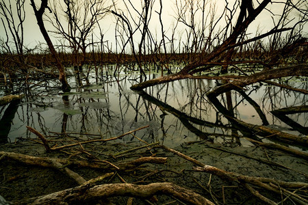 轮廓白色的被淹森林中死树气候变化带来的环境危机悲伤和绝望的黑暗背景森林砍伐带来的灾难气候变化问题导致树死悲伤的自然图片