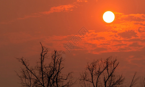 景观热安静的和平宁抽象背景自然的树枝状图案大自然的风景夏日天空月光之地蓝天明日夜圣树在红夕阳下枯树图片