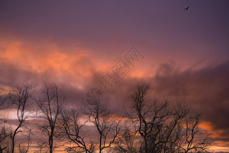 场景枯树与紫夕阳天对立自然景观和平与宁静的抽象背景和平静的抽象背景生命树与紫色日落天空对立树在黑暗日落浪漫和宁静的天空中紫色太阳背景图片