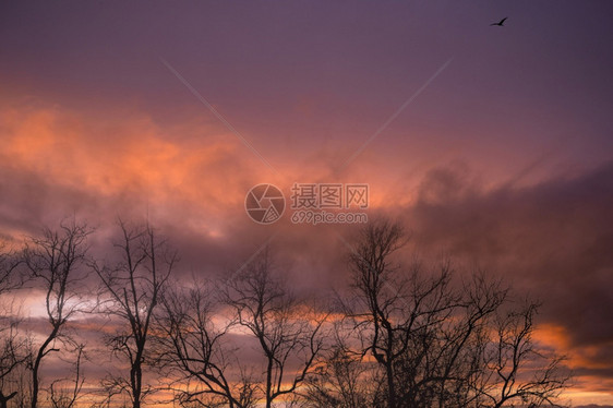 场景枯树与紫夕阳天对立自然景观和平与宁静的抽象背景和平静的抽象背景生命树与紫色日落天空对立树在黑暗日落浪漫和宁静的天空中紫色太阳图片