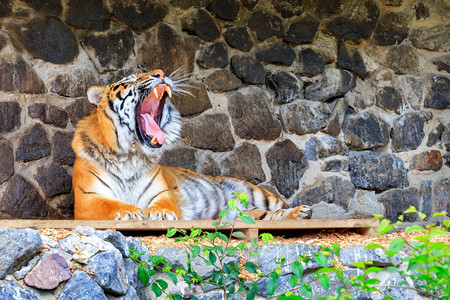 阳光头发老虎躺在石墙附近的木板平台上嘴张开用有力的尖牙舌头露出其一只打哈欠的老虎躺在石墙附近的木板上危险图片