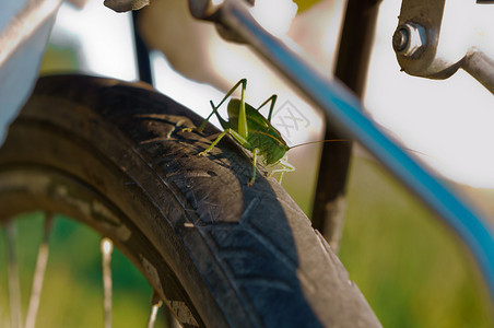 绿色大蝗虫坐在自行车轮上蝗虫坐在自行车轮胎上大蝗虫坐在自行车轮上蝗虫坐在自行车上眼睛昆虫学图片