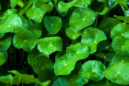 或者淋雨后GotuKola带水滴的新鲜果冻科拉或CentellaAsiatica带水滴的花岗树叶带水滴的落抽象舒适图片